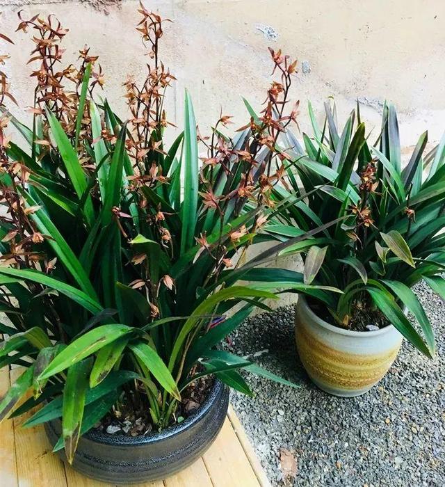 盆栽樱桃怎么种植：家庭园艺新选择