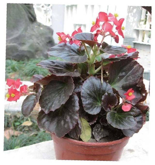 散养鸡的五种鸡舍的建设方法