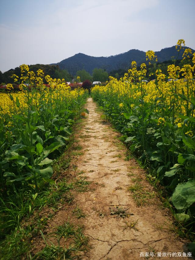 栀子花的扦插方法：轻松学会繁衍美丽