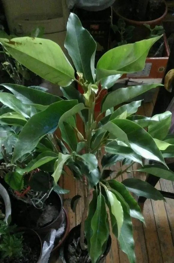 年龄鉴别方法：揭开植物年龄的秘密