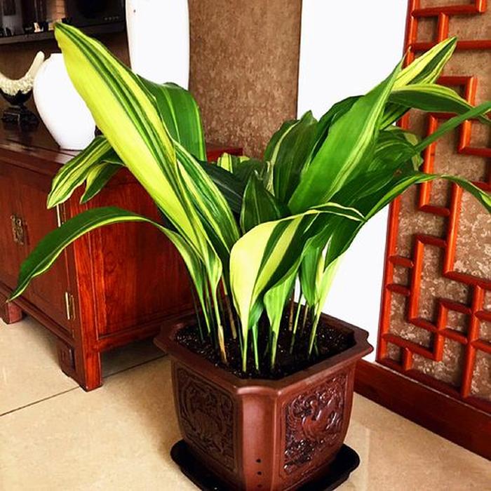 桂花扦插方法：详解繁殖技巧与养护要点